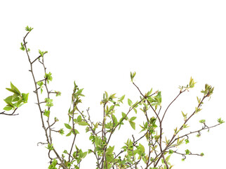 Spring green tree branches isolated on white background. Spring branches with young leaves.