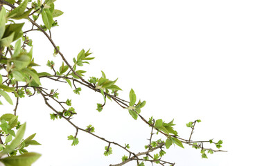 Spring green tree branches isolated on white background. Spring branches with young leaves.