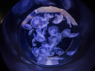 Large number of jellyfish are swimming in a tank