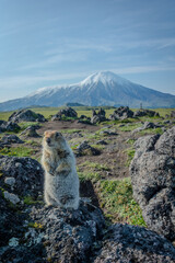 Small animal stands on a rock in front of a volcano