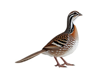 Fototapeta premium Wild quail ,Single Quail Isolated on White for Wildlife and Bird Concepts: Detailed Brown and Black Patterned Bird Imagery: Quail, Isolated, White, Bird, Wildlife, Nature, Brown, Black, Patterned.