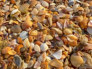 The shells are scattered all over the ground