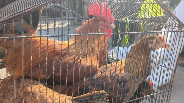 Rooster and hens in bird market trapped in cage 