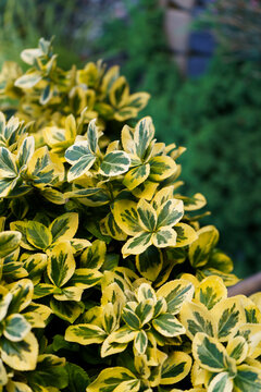 Bright yellow green leaves of Euonymus fortunei. Plant close up of the Fortune's spindle