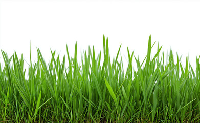 Obraz premium Lush green grass blades isolated on a white background, symbolizing freshness and natural growth. 