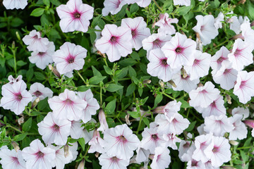 Petunia Supertunia Vista Silverberry white flowers closeup.