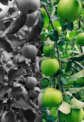 Color Split Image of a Green Apples Hanging on a Branch at Orchard. Fertilizers for Apples Maturation Concept Photo
