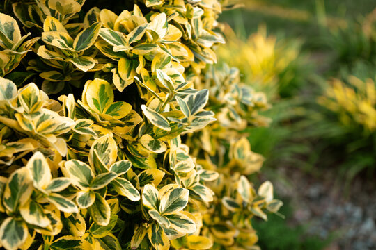 Wintercreeper Euonymus fortunei Emerald Gold shrub close up close up