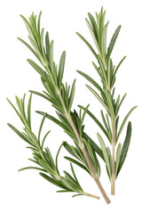 Fototapeta premium rosemary isolated on white background