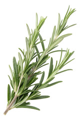 Fototapeta premium rosemary isolated on white background