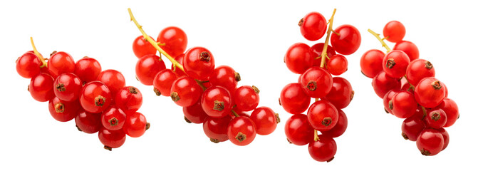 Set of red currants isolated on a white background.