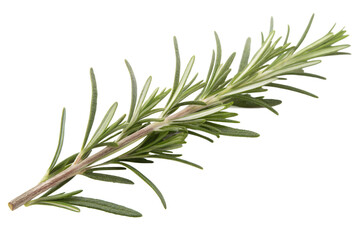 Fototapeta premium rosemary isolated on white background