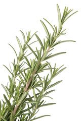 Fototapeta premium rosemary isolated on white background