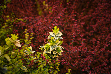 depicts a densely overgrown shrub with small, numerous leaves of a rich burgundy or reddish-brown...