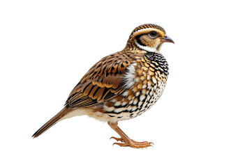 Fototapeta premium Wild quail ,Single Quail Isolated on White for Wildlife and Bird Concepts: Detailed Brown and Black Patterned Bird Imagery: Quail, Isolated, White, Bird, Wildlife, Nature, Brown, Black, Patterned.