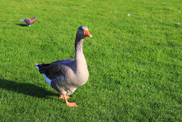 Beautiful gray goose perigord geese walk on green lawn in summer on goose farm. Goose meat, French foie gras delicacy