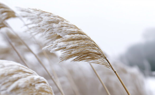 Wheat field close-up with golden ears of grain swaying gently in a soft, misty landscape.
 - Powered by Adobe