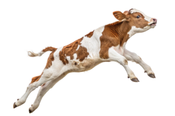 Brown and transparent calf jumping indoors at dusk, isolated on transparent background - generated by ai