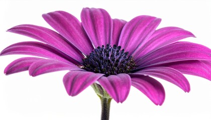 Intense magenta African Daisy (Osteospermum) macro on white. Great for bold floral design.