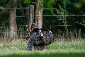Wild Turkeys
