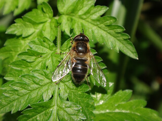 Tapered drone fly (Eristalis pertinax), female resting on cow parsley leaves