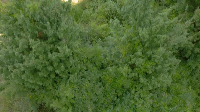 vista de bosque muy bonito con dron