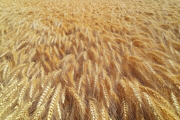 Golden wheat field ready for harvest, showing ripe, abundant stalks.