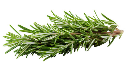 Fototapeta premium Fresh rosemary sprig ideal for culinary use, isolated on white background