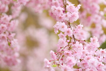 満開の八重紅枝垂れ桜のクローズアップ