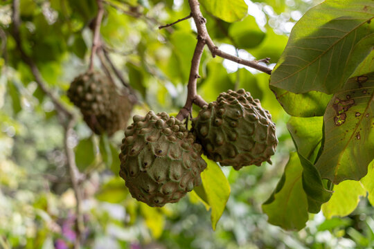 Ripe cherimoya fruits dangling from tree branches, highlighting sustainable agricultural methods in lush tropical orchard setting, representing organic farming practices