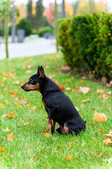 Black and tan miniature pinscher sitting on green grass outdoors.