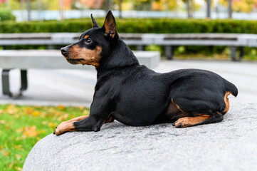 Miniature pinscher lying on stone surface in city park.