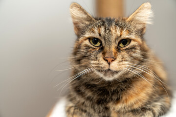 Domestic animal pet tabby cat potrait. Expressive eyes, fluffy fur. Cat Lover, Pet friendship, pet ownership, pets friendly and care concept. Calm and relaxed pet happy.