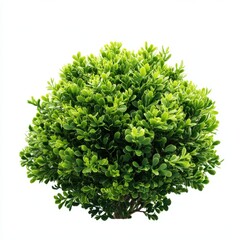 Obraz premium Green topiary bush plant isolated on white background studio