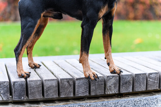 Close-up of dog legs standing on wooden bench outdoors.