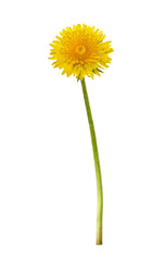 Yellow dandelion flower isolated on white or transparent background
