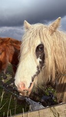 horse eating hay