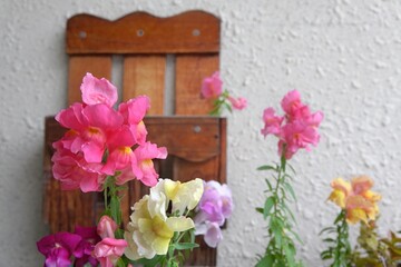 金魚草とポスト