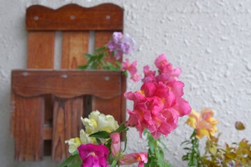 金魚草とポスト