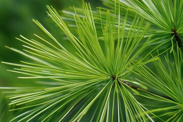 Green Pine Needles Showcasing Intricate Details in a Woodland Setting During Daytime