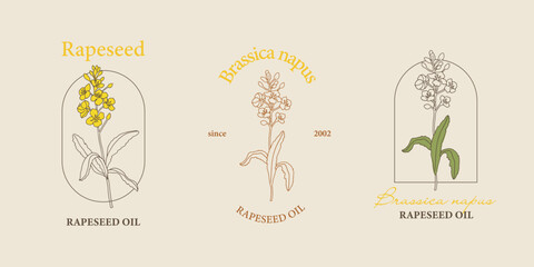 Vector hand painted rapeseed flower plant illustration. Modern simple outline icons, hand drawn sketch, modern simple logo design