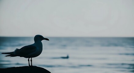 seagull on the beach