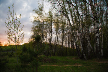Beautiful sunset bright colorful storm clouds sky and birch trees branches in spring time. Silhouette background in evening at rural season field with no people. Natural colors