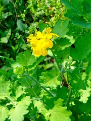 Chelidonium majus Greater celandine Rock poppy Swallowwort flower close up delicate petals