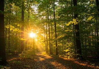 Fototapeta premium Sunlit Forest Path in Autumn