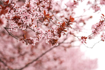Beautiful blossoming tree branches outdoors