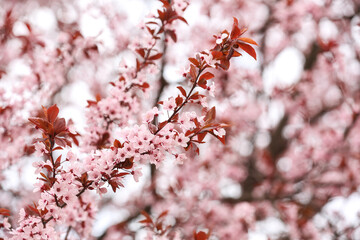 Beautiful blossoming tree branches outdoors