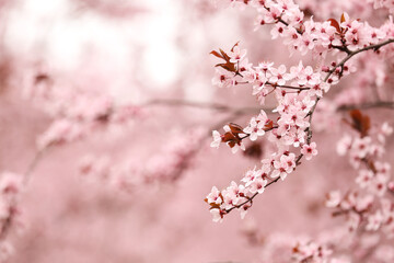 Beautiful blossoming tree branch against blurred nature background