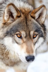 Close-up portrait of a dire wolf looking intensely with amber eyes in winter