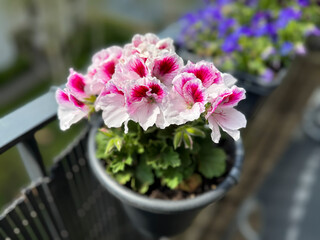 Beautiful blooming white pink Pelargonium grandiflorum decorative balcony flower in flower pot close up